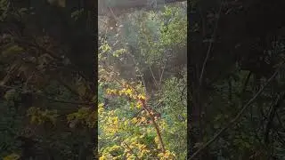 Squirrel 🐿️