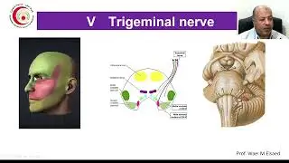 Anatomy of the Trigeminal Nerve (V) & Sensations from the head & neck