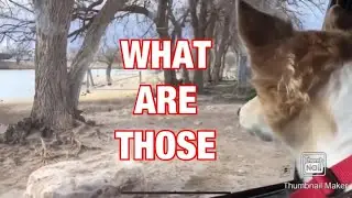 New Mexico has big birds