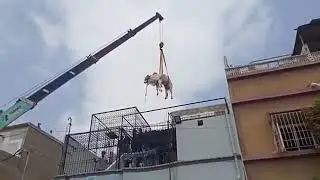 Cow accident in Karachi
