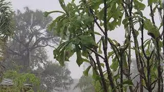 Rainfall/Rain Sound - No Copyright/ Free stock video