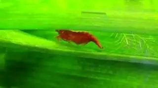 Red cherry shrimp