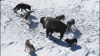 Волки