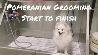 🐕Pomeranian grooming start to finish/ undercoat removal / deshedding🐾🐶