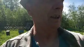 Маточки " выходят " на облёт .