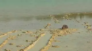 Mud sink play fetish 3