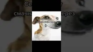 😂 Смотри до конца#Shorts #TikTok #Мемы