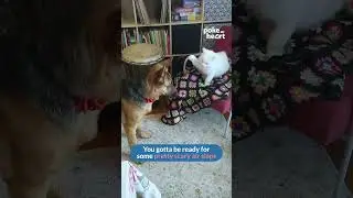 Dog Tries to Steal Blanket From Cat