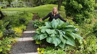 Garden stroll through the land of gargantuan Hostas & glorious Viburnums