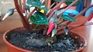 Основные причины почему нет  пышного цветения цикламена!