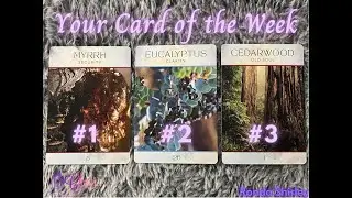 ✨ Card Reveal! Unlock the Spiritual Message from the Chakra Oils Oracle Deck