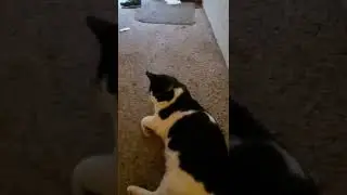 Poor oreo