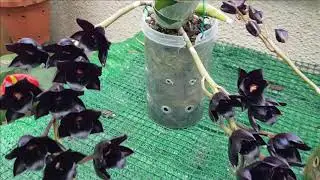 LA ORQUIDEA NEGRA(CATASETUM)