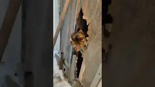 Кот котик,где он только не бывает!