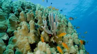 Red Sea Corals May Unlock New Cancer Treatments