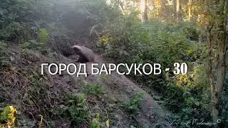 БАРСУК РОЕТ НОРУ (Хроники Города Барсуков -30)
