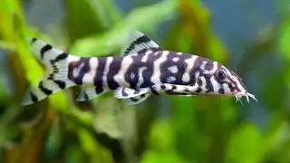 Marbled Botia: Snail's Terror or Aquarium's Main Clown?