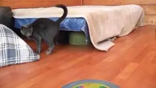 Котята и кошка резвятся