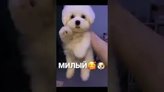 Милые Собачки :) #shorts #собачки #домашниеживотные #песики #милые #тикток #песики