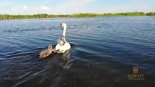 Пернатые Маныч Гудило / Feathered lakes Manych