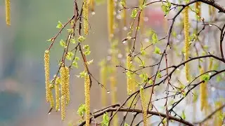 Весеннее дыхание... - Музыка души - Spring breath ... Music of the soul