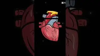 лучший скин Амбер #brawlstars #memes #amber