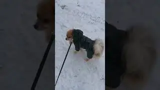 Рокси на прогулке #шпиц #забавныеживотные #домашниеживотные #приколы #приколысживотными