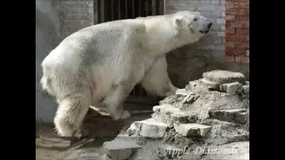 Fotos de animais