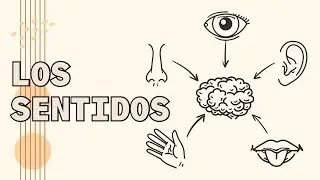 Los sentidos