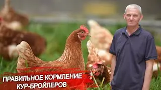 Что важно учитывать при кормлении кур-бройлеров? Какие ошибки в кормлении птиц допускают в ЛПХ?