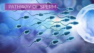 Pathway of Sperm | Male Reproductive System |