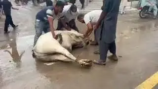 Anari Qasai 😂😂 | Eid 2023 | #viral  #trending #youtube