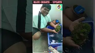 BLUE CREATE FISH TANK - UPDATE 🐠🛢️