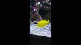 Рыбки с мультфильма ,,Немо
