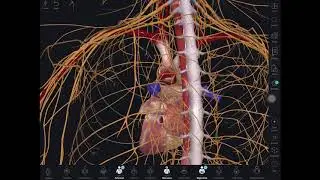 Why does eating food or drinking alcohol trigger Atrial Fibrillation AF?An illustrated explanation