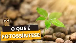 O que é FOTOSSÍNTESE? Saiba a sua importância para a vida no planeta Terra