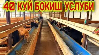 140 КГ КУЙ БОКИШ УЧУН КАНДАЙ ЙЕМЛАР БЕРИШ КЕРАК