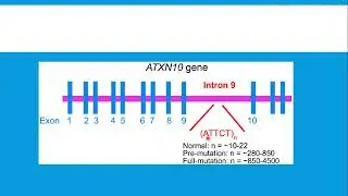 Ataxia espinocerebelosa (spinocerebellar) Tipo 10 (Type 10) SCA10