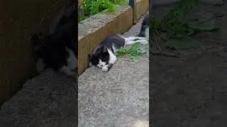 Сон под охраной... #тикток #cat #kitten #котики #котик