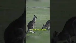 Необычные Факты о Кенгуру: Раскроем Все Секреты! #животные #animals #шортс#рекомендации #факты