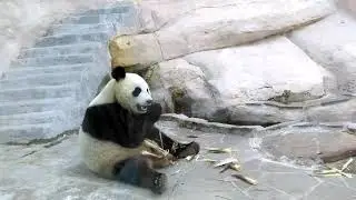 Ru Yi (Male Panda at the Moscow Zoo) - Панда Жуи жует/2