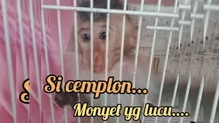 #monpay#monyetlucu🐒 si cemplon...monyet yg lucu....