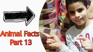 Animal Facts Part 13