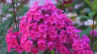 GardenX