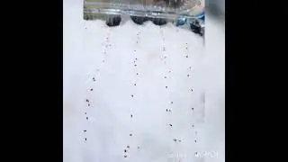 Проращиваю семена земляники..