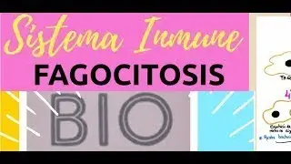 La Fagocitosis