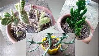 3 different types of cactus | in our home