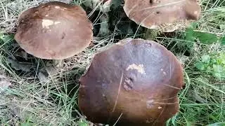 Оце ГрИБНа знахідка!!! 😀👍Таких грибів ще не збирала ніколи!! 🥳ДІВІТЬСЯ!!