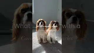 What to expect when you live with a #cavalierkingcharles