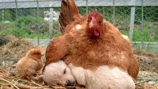 Funny Hen With Chickens